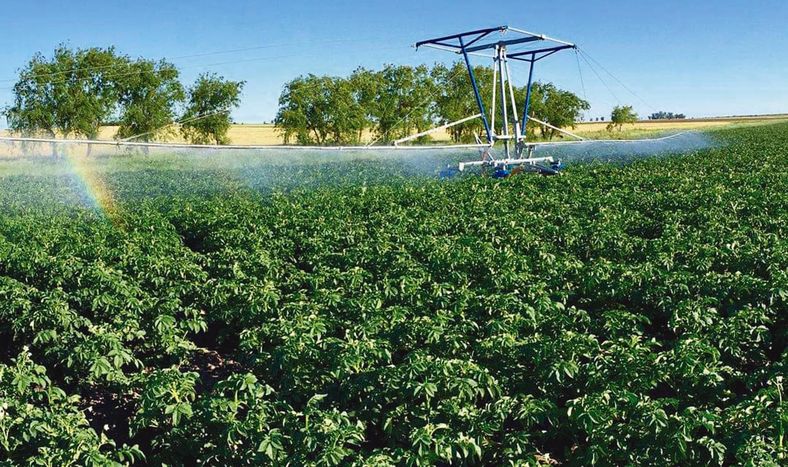 El cultivo de papa es una de las principales actividades productivas en la zona de Rincón del Pino, San José