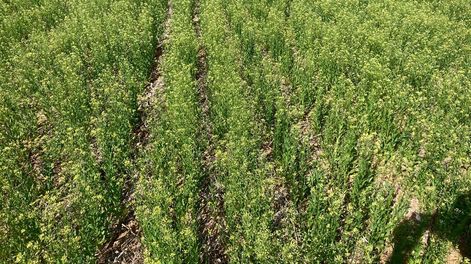 Los ensayos de camelina en la región comenzaron hace dos años, con 20 variedades; buscan las más destacadas acompañadas de las medidas de manejo