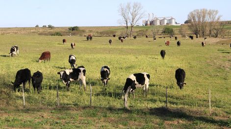 El campo está terminando un muy buen año desde el punto de vista económico. Foto: Nicolás Der Agopián / Búsqueda