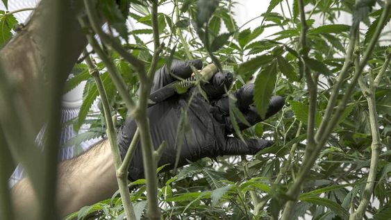 Cultivador de marihuana. Foto: Pablo La Rosa / adhocFOTOS Cultivador de marihuana. Foto: Pablo La Rosa / adhocFOTOS
