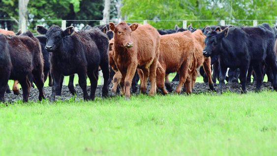 El porcentaje de nacimientos bovinos se incrementó 14% a nivel país; los mayores incrementos se registraron en Artigas (33%), Tacuarembó (26%) y Salto (21%).