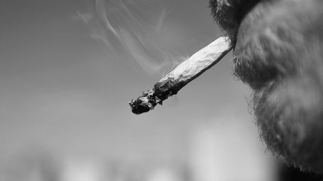 imagen de La legalización de la marihuana tendrá “efecto penal inmediato” favorable para consumidores y autocultivadores, según el gobierno