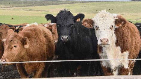 imagen de Pondrán sobre la mesa de Inac el análisis de la autorización de hormonas