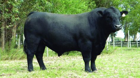 La raza Aberdeen Angus tiene registros de facilidad de parto, peso al destete, peso al nacer, peso a los 18 meses, peso de la vaca adulta, circunferencia escrotal, área de ojo de bife, grasa subcutánea y marbling