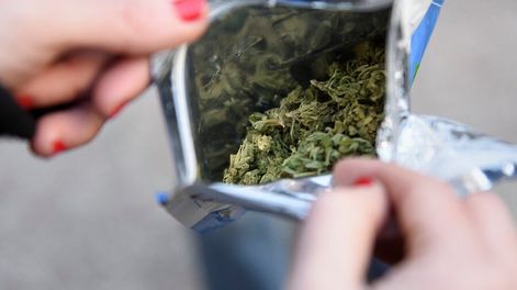 imagen de Gobierno prepara un proyecto de ley para financiar investigaciones sobre cannabis con dinero producido por la venta de marihuana