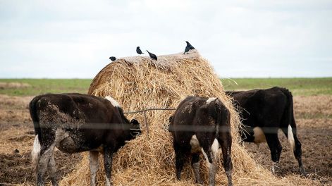 Campo en Colonia. Foto: Ricardo Antunez / adhocFOTOS
