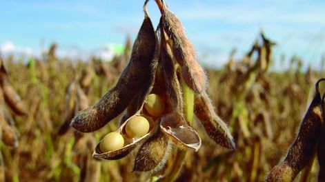 El precio de la soja es muy inferior al de los años anteriores y se abre una perspectiva de incertidumbre