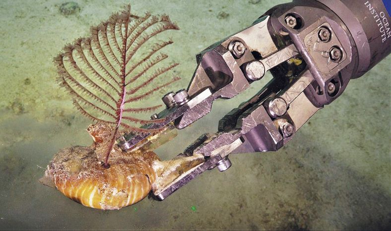 SuBastian, el submarino no tripulado de origen estadounidense, llega a Uruguay para explorar profundidades desconocidas hasta ahora, con una tecnología amable con la biodiversidad