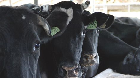 imagen de Preocupa la pérdida de empleos en la lechería,  que sigue en “crisis”, según informe del Inale