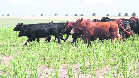 La División de Sanidad Animal es responsable de los controles sanitarios del ganado en el campo local. Foto: Nicolás Der Agopián / Búsqueda
