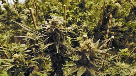 imagen de Junta de Drogas reclama apoyo político del FA a la ley de marihuana