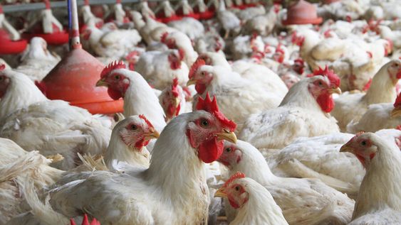 imagen de El agro abarca el 90% de las exportaciones a China, que es vista como la solución para atender a los sectores en problemas imagen de El agro abarca el 90% de las exportaciones a China, que es vista como la solución para atender a los sectores en problemas