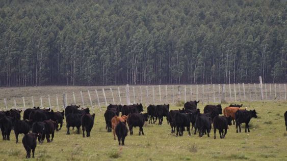 Los campos agrícolas, forestales, ganaderos, mixtos y ganaderos –en ese orden– “son los más demandados”, comentó el operador Diego Arrospide