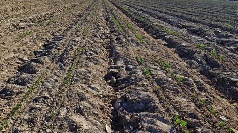 Estiman que en la zona este se siembran unas 160.000 hectáreas de soja. Foto: Revista Verde