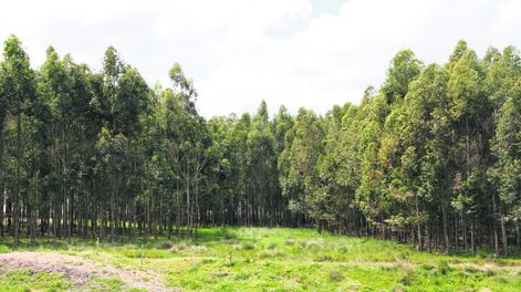imagen de En el mercado de tierras se consolida la “expectativa” en negocios forestales y se mueven transacciones de “grandes” campos