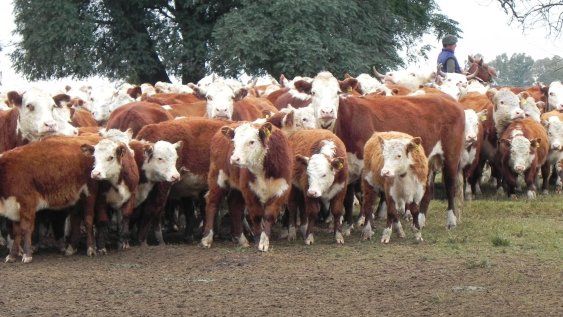 El MGAP tuvo en cuenta que este es el momento en que más movimientos de terneros se realizan, por destete y ajustes de carga previo al invierno El MGAP tuvo en cuenta que este es el momento en que más movimientos de terneros se realizan, por destete y ajustes de carga previo al invierno