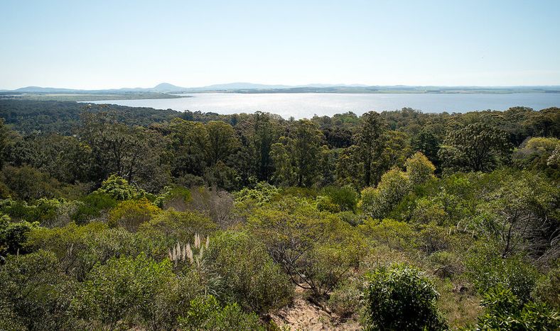 imagen de OSE proyecta tratar con ozono el agua de Laguna del Sauce para combatir las cianobacterias; será pionera en la región