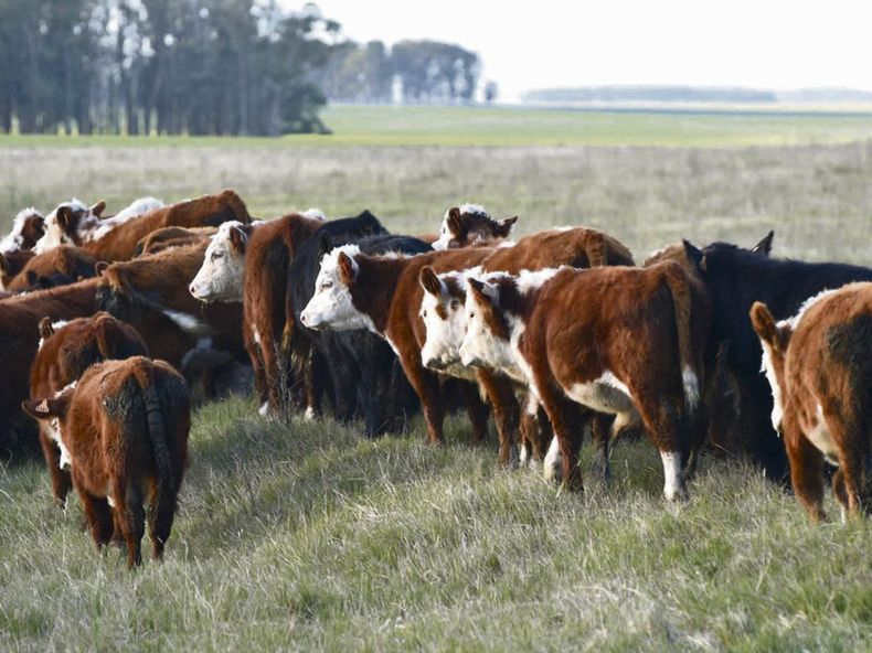 Hay 44.000 explotaciones en el agro de Uruguay, y 23.000 tienen la ganadería como principal actividad económica.