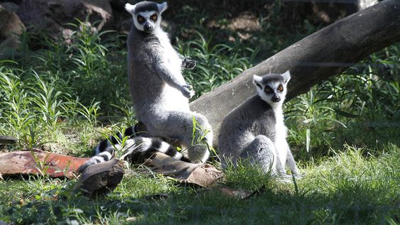 imagen de Zoológicos tienen problemas para mantener a animales: enfermedades, cazadores furtivos y la vida en cautiverio impactan en su desarrollo imagen de Zoológicos tienen problemas para mantener a animales: enfermedades, cazadores furtivos y la vida en cautiverio impactan en su desarrollo