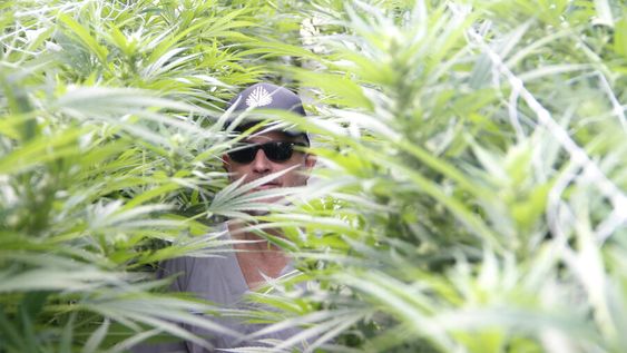 imagen de Uruguay quiere facilitar la llegada de más inversiones en el sector cannabis, mientras su ventaja comparativa “se va achicando”
