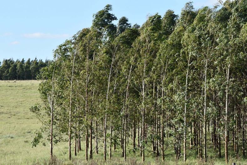Las certificaciones y el trabajo estandarizado son dos aspectos principales de la logística de Montes del Plata con la madera