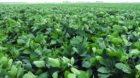 El cultivo de soja tuvo un crecimiento compensatorio fenomenal, según Opypa. Foto: Nicolás Der Agopián / Búsqueda