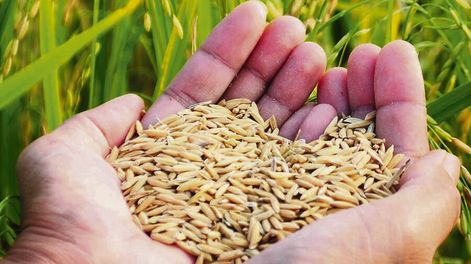 Búsqueda | Con la llegada de nuevas variedades el arroz ha consolidado productividades estables por encima de 9.000 kg/ha