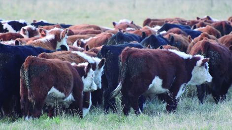 Los criadores necesitarán de una exportación de ganado en pie que demanda la gran oferta de terneros que saldrá al mercado en el próximo otoño