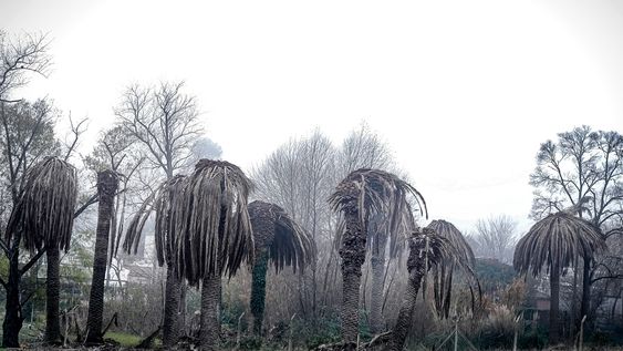 Palmeras atacadas por el picudo rojo. Palmeras atacadas por el picudo rojo.