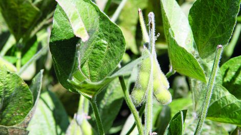 El denominado “oro verde” producido en Uruguay ganó una oportunidad comercial “inusual” este año, por la demanda de la industria aceitera argentina. Foto: NDA