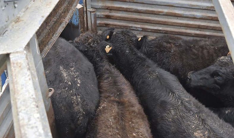 “Variables importantes, como los hematomas, permanecen con una incidencia similar”, sostiene la auditoría de INIA