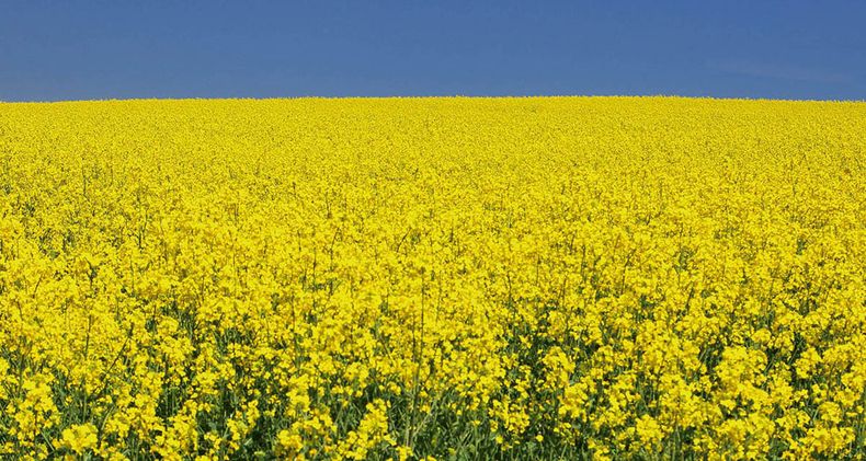 Canola y carinata son dos cultivos que se usan para producir biocombustibles para aviones