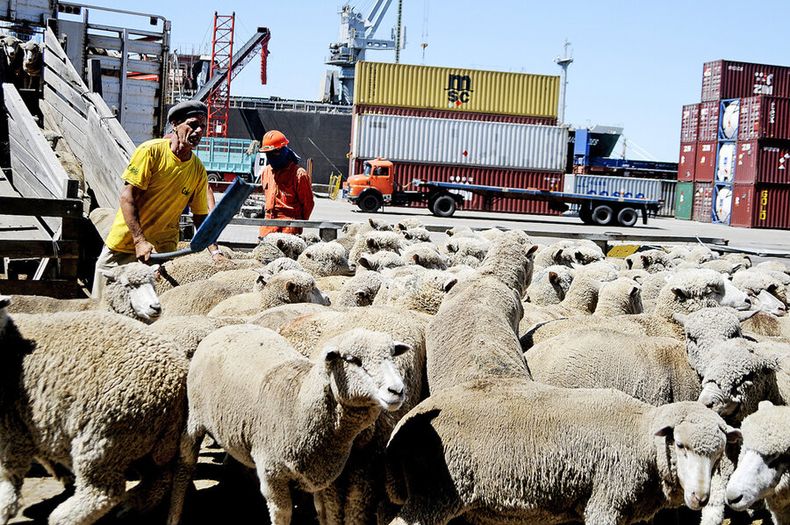 Ovinos embarcados para su exportación desde el puerto de Montevideo. Foto: Javier Calvelo, adhocFOTOS