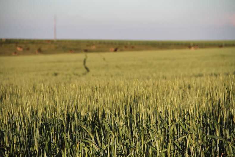 imagen de Planes de uso del suelo no desalentaron el crecimiento agrícola y se esperan 1,5 millones de hectáreas de cultivo de verano