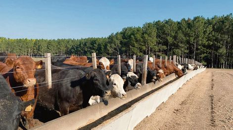 Foto: Agro Búsqueda