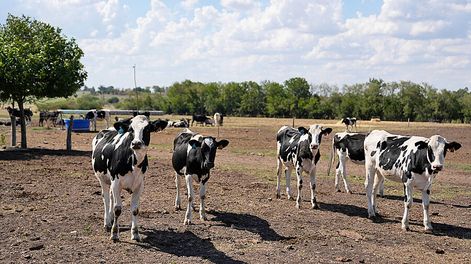Establecimiento lechero en Colonia Suiza. Foto: Nicolás Celaya, adhocFOTOS