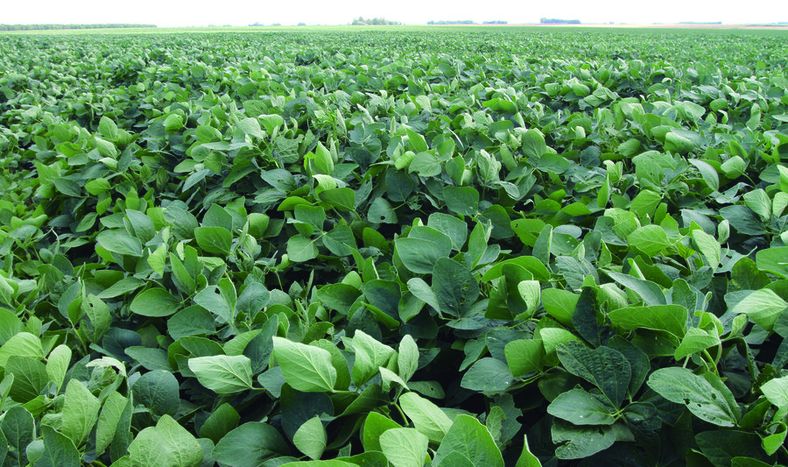 Con un precio de US$ 500 por tonelada, los productores juegan todas sus fichas a la próxima cosecha de soja . Foto: Nicolás Der Agopián / Búsqueda