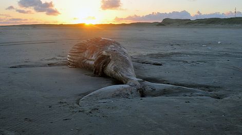 imagen de A velocidades distintas, Ancap y Dinara buscan datos de la fauna marina y mantienen una “intensa negociación” para compartirlos