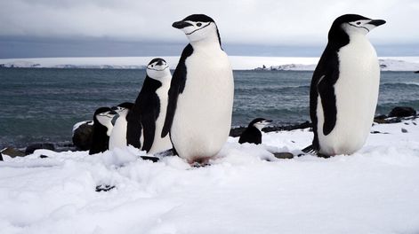 imagen de La Antártida, un territorio “peligroso” en donde los intereses	geopolíticos juegan su papel y “la ciencia es su paraguas”