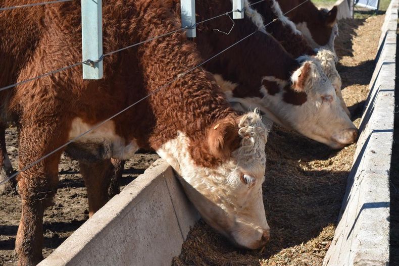 El engorde a corral en Uruguay ha ganado terreno en los últimos 10 años, siendo un componente importante de la cadena cárnica