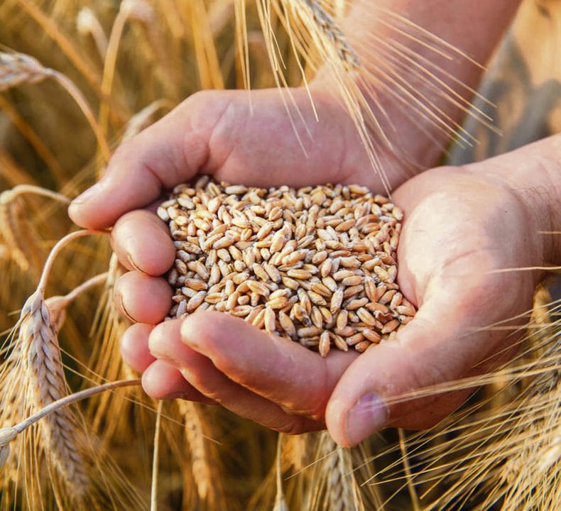 El rendimiento de trigo será récord, entre 4.800 y 5.000 kilos por hectárea