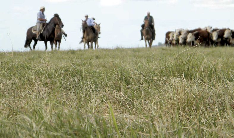 Entre 1985 y 2024, Uruguay perdió unos 2,9 millones de hectáreas de pastizal.