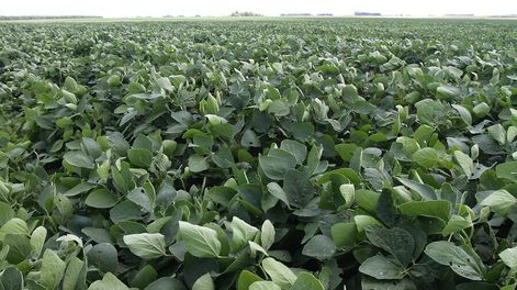 imagen de Agro registró “reacomodamiento” con “ingeniosas articulaciones”,  lo que desdibujó los límites entre sus actores, según estudio