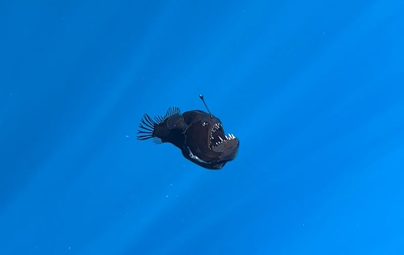 Diablo negro avistado en aguas superficiales cerca de Tenerife, España