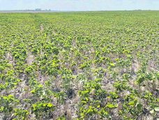 El escenario que más se acerca al promedio nacional, con rendimientos de entre 1.200 y 1.500 kilos por hectárea, arrojó una pérdida de US$ 350 por hectárea, según estimaciones de la consultora Cuatro Hojas.