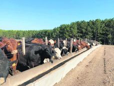 Soriano es el departamento que concentra la mayor cantidad de corrales habilitados, con 38, seguido por Río Negro, donde hay 19, según datos del MGAP. Soriano es el departamento que concentra la mayor cantidad de corrales habilitados, con 38, seguido por Río Negro, donde hay 19, según datos del MGAP.