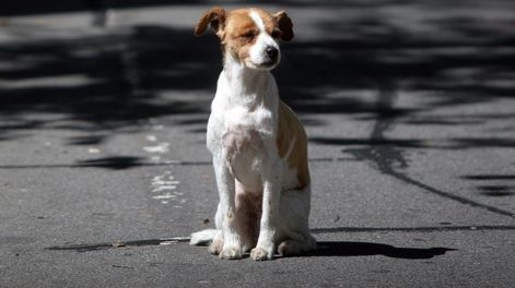 Un perro en las calles de Montevideo  