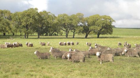 Es hora de que la UE acepte la carne ovina con hueso, libre de deforestación, que tantos otros países disfrutan sin riesgo