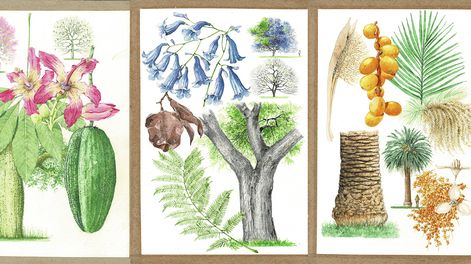 Búsqueda | ARBOLES portada.jpg