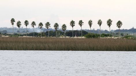 Búsqueda | La Facultad de Arquitectura y organizaciones ambientales celebraron que se elimine de la LUC el consentimiento de los propietarios para incorporar un te
